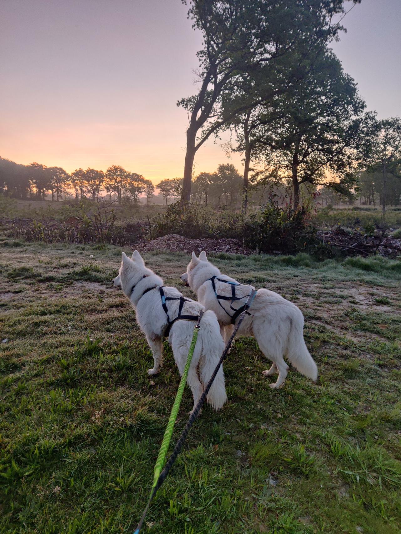 Deux Bergers Blancs Suisses attelés pour le canicross.